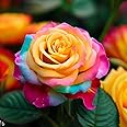 NooElec Seeds India 25+ SEEDS- Mix Colour Hybrid English Rose Flower Seeds- Grow All India - Grow Year Round-