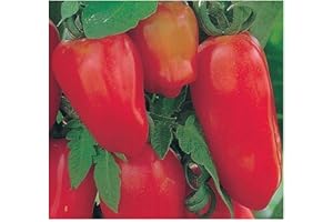 EXOTIC PLANTS Tomate San Marzano 3 - Tomate San Marzano 3-25 graines