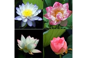 Rotyroya 1 Beutel Bowl Lotus Seeds, Mini Rare Mix Color Natural Flower Seed für den Garten Schalenlotus-Samen