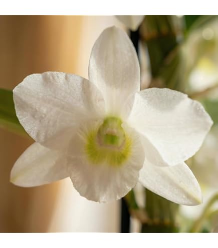 Véritable Orchidée Wilsonara Inferno – 2 Grandes Plantes D’Intérieur Hollandaises 30-40 Cm, Fleurs Parfumées