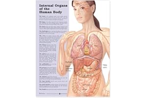ANATOMICAL CHART COMPANY Internal Organs of the Human Body