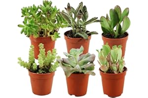 ZynesFlora Succulentes Naturelles en pot de fleurs Ø 5.5 cm - Lot de 6 - Hauteur: 5-10 cm - Mélange de Succulentes Petite Variétés Diverses Plantes Grasses d'Intérieur
