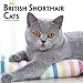 Produktbild British Shorthair Cats 2019 Square Wall Calendar