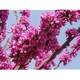 15 Seeds of the Jude Tree (Cercis siliquastrum)