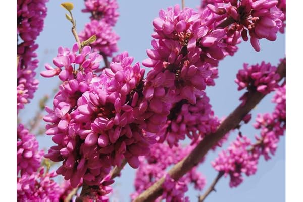 15 graines de l'arbre de Judée (Cercis siliquastrum)