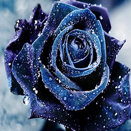 LAZODA DIY 5D Full Drill Diamond Painting Rhinestone Embroidery Cross Stitch Arts Craft for Home Decoration Black Rose 30*30CM