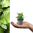 Asplenium Nidus Fern in 6cm Pot - Bird's Next Fern - Mini Indoor Plant - Easy to Maintain (1 Plant)