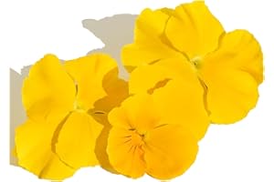 ACQUA TOWER GROWING SYSTEMS Winter Pansies Ready to Plant - Flowering Bedding Plants - Pansy 'Pure Yellow' - 20 x Full Plant Pack - Garden Ready + Ready to Plant - Premium Quality Plants