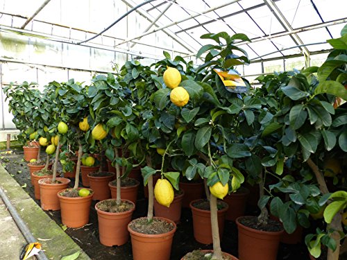 Zitronenbaum Zitrone Citrus limon 75 - 95 cm Zitruspflanze