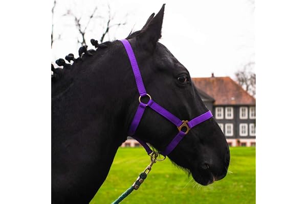 Licol pour cheval sang chaud, pur-sang, sang froid – licol d'écurie, licol de pâturage, réglable en 2 positions au niveau de la mentonnière et de la nuquière, sûr et résistant à la déchirure (violet