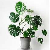 Deve Tabanı Bitkisi 90 110 Cm Monstera Deliciosa, BTS05032025BYB90