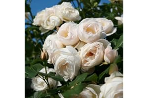 Kletterrose „Uetersener Klosterrose" (Premium) - cremeweiß blühende Topfrose im 6 L Topf - frisch aus der Gärtnerei - Pflanzen-Kölle Gartenrose