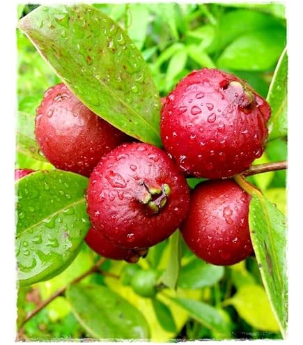 Pianta Di Limone Guava (Psidium Lucidum) – Albero Da Frutto Esotico, Altezza 110-125 Cm, Frutti Commestibili