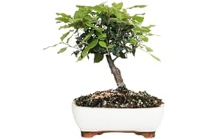 KENTIS - Bonsaï Chêne Vert - Quercus Ilex - Vraie Bonsaï Chêne - Vraies Plantes Décoratives Extérieures Résistantes - H 25-35 cm Pot en Céramique Ø 21 cm