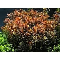 Pianta Artificiale Ludwigia Per Acquario - 34cm, Realistica, Con Base In Roccia - Foto 6