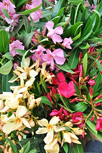 Palmenmann Oleander (zweifarbig) – Nerium oleander - 5