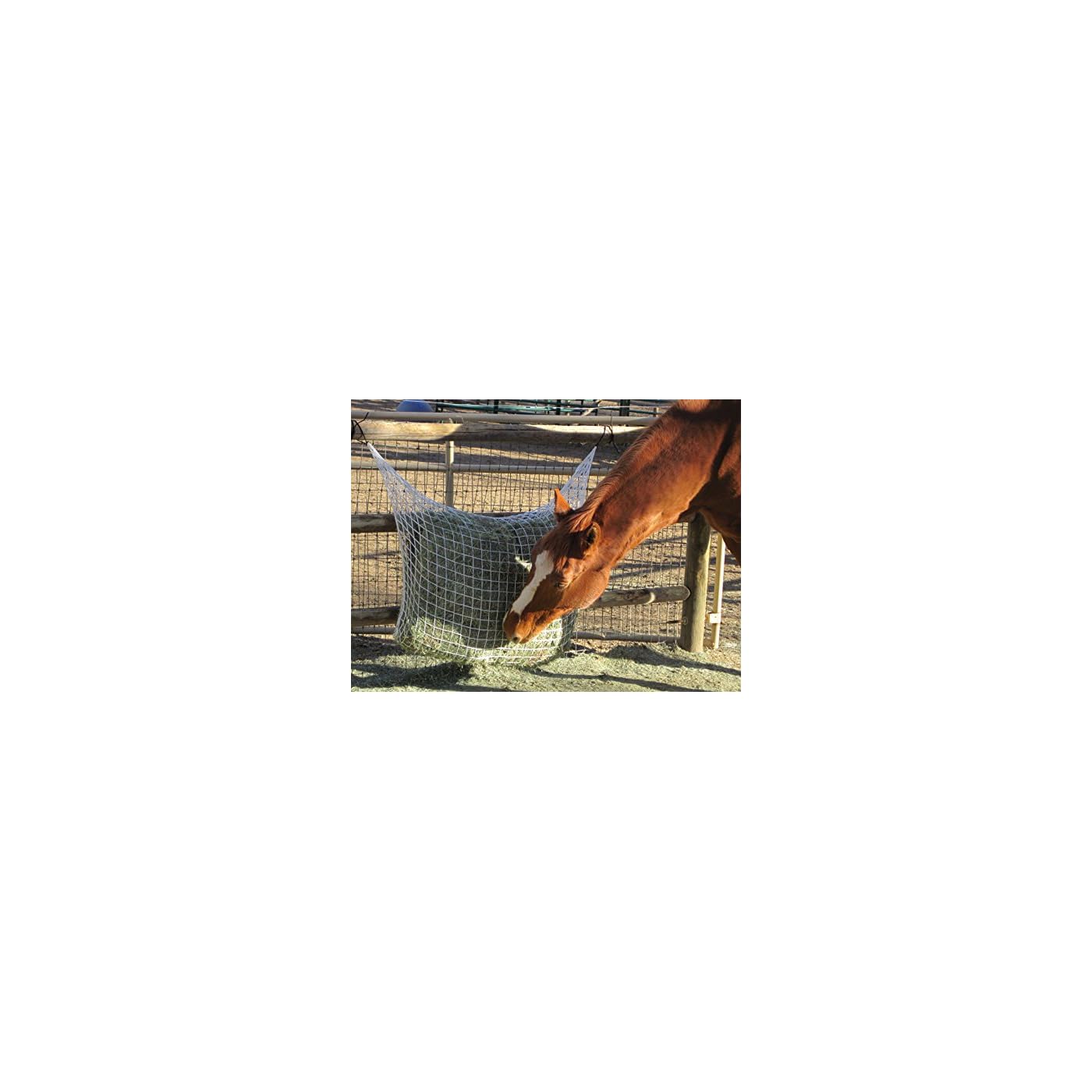 Horse ‘n’ Pony
