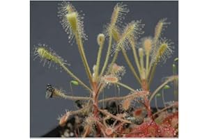 EXOTIC PLANTS Drosera longiscapa - Sonnentau - 10 Samen