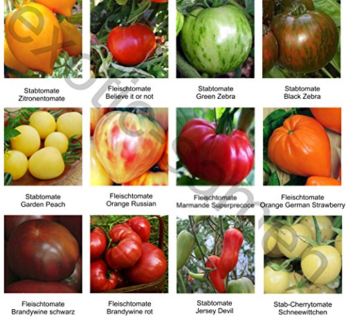 Samen - Saatgutsortiment 2 - Set - Mix - Mischung - historische, samenechte Tomatensorten - 12 Sorten á 10 Samen