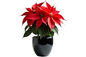 SMPLY. | Flor de Pascua Poinsettia En Maceta Ø14 cm | Planta Natural de Navidad Euphorbia pulcherrima | Resistente, Ramas Gruesas |Alto 35-45 cm