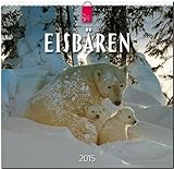 Eisbären 2015 - Original Stürtz-Kalender - Mittelformat-Kalender 33 x 31 cm by 
