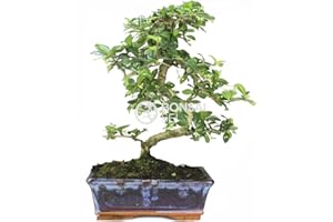 Bonsai - Carmona, 8 Años (Bonsai Sei - Carmona Microphylla)