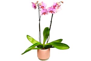 HAPPY PLANTING UK Beautiful Pink Orchid Real Houseplant | Twin Spiked Phalaenopsis Orchid | Live Potted Plant | Gift for Mother's Day, Birthday, Christmas, Easter, Valentines