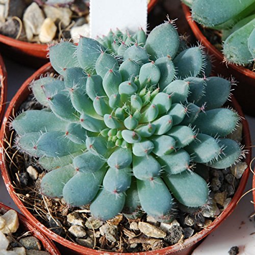 Echeveria Mischung – 100 samen - 8