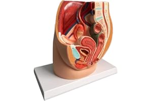 UIGJIOG YYSDH Bassin féminin modèle Anatomique, la médiane sagittale prostatite Gynécologique - PVC Scientifique Anatomical modèle Humain pour l'éducation médicale Aide à la Formation