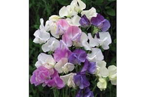 THOMPSON & MORGAN Sweet Pea 'Scent Infusion' Seeds Lathyrus odoratus Hardy Annual Flowering Garden Plants Scented Blooms Easy to Grow Your Own 1 Packet of 32 Seeds by Thompson and Morgan