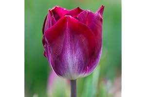 GENERICO Bulbi di TULIPANO | Bulbi provenienti dai migliori produttori Olandesi | Esclusiva selezione e controllo qualità | Fioritura garantita dal primo anno. (10 Tulipani KANSAS PROUD)