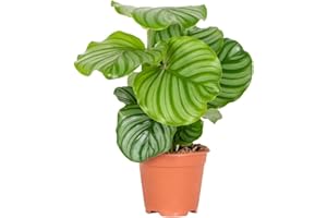 DECOALIVE Flor de Interior | Calathea Orbifolia | Planta Natural | Ideal para Casa y Oficina