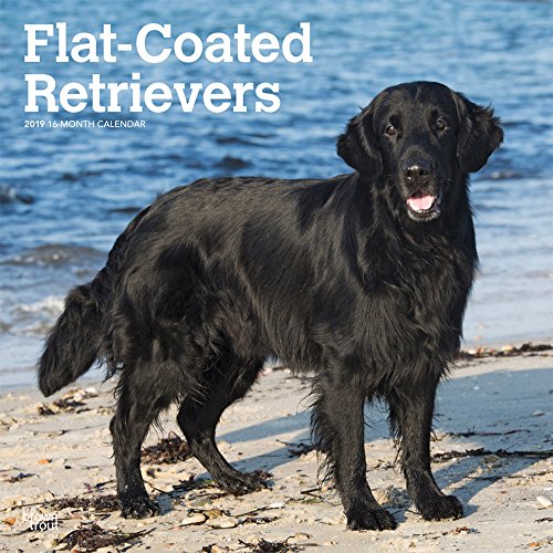 Download Flat Coated Retrievers 2019 Calendar