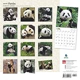 Image de Pandas 2016 Calendar