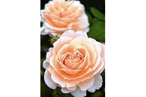 KÜHR BAUM- U. ROSENSCHULEN Duftrose d. Provence Duftjuwel im 5 Liter Rosentopf