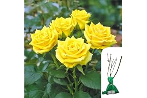 HARRINGTONS ROSES 1 x Rosa Sunblest – Hybrid Tea Rose – Slightly Fragrant Large Yellow Blooms - Ideal for Borders, Containers & Cut Flowers