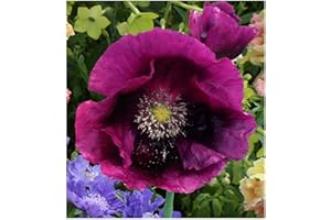 FLOWERSEEDSUK 250 Papaver Poppy Laurens Grape Seeds - 250 Purple Poppy Seeds