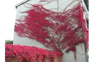 Tree Seeds Online - Parthenosissus Quiunquifolia- Crimson Virginia Creeper. 20 Seeds - 2 Packs