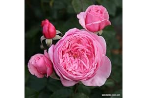 ARBORIX, GRÜNER UND BILLIGER! 2 x Rose - Rosa 'Kiss me Kate' Topf 25-30 cm - Eine moderne Kletterrose mit betörendem Duft und prächtigen Blüten