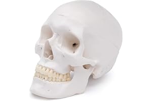 CRANSTEIN SCIENTIFIC Cranstein A-240 Cranio anatomico | Studi e formazione medica | cranio | Modello di anatomia del cranio | Modello del cranio