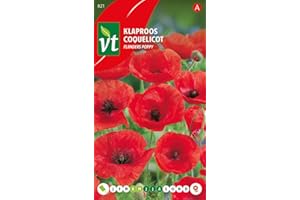 ARBORIX Semi di papavero delle Fiandre - fioritura originale nel campo