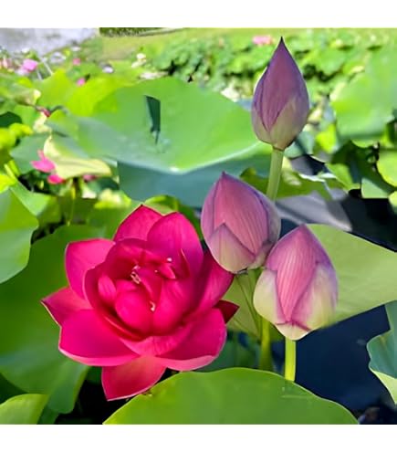 ZX- Lily Flowering 2 bulbs Fragrant Flower Plants Seeds for Home