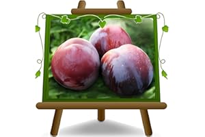 EURO PLANTS VIVAI Prunier Sangue di Drago sang de dragon plante fruitière ancienne en pot 20 cm arbre 170 cm - Âge 2 ans