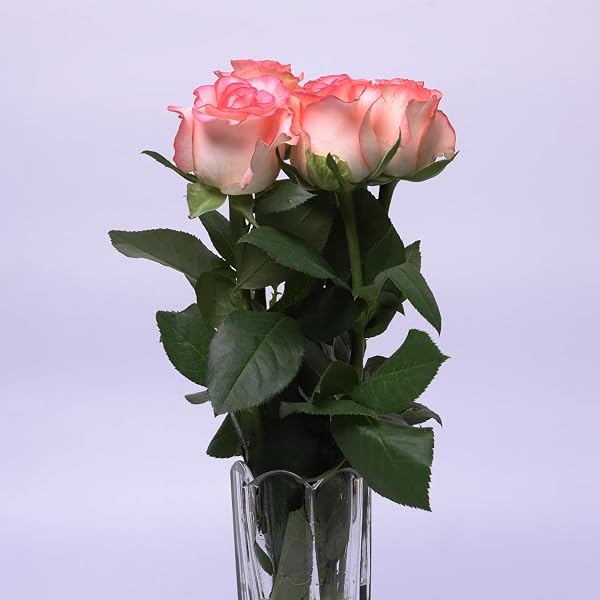 ZX- Lily Flowering 2 bulbs Fragrant Flower Plants Seeds for Home
