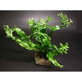 Windelov Java Fern Saksı Canlı Bitki