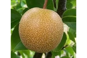 VEG SRLS ALBERO DI PERO-PYRUS PYRIFOLIA- ASIATICO SIMILE - pianta vera da frutto da esterno Ø 19 cm - h 150 cm