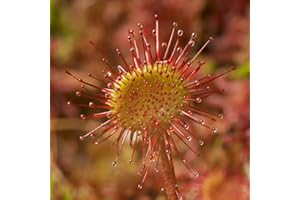 THOMPSON & MORGAN Drosera Paradoxa Carniverous House Plant Easy to Grow Your Own 1x 9cm Potted Plant by Thompson and Morgan