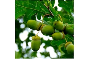 10 English Oak Trees 1-2ft Quercus Robur,Native Hedge Tree 40-60cm,Grow Acorns, 3fatpigs®