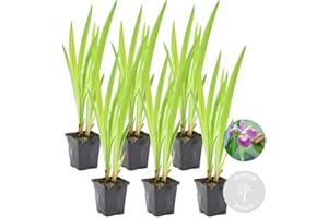 Bloomique - 6er Set - Iris Versicolor - Amerikanische Sumpf-Schwertlilie - Teichpflanzen Winterhart - Wasserpflanzen - Zone 1-2 - Höhe 15-25 cm - Topf 9 cm