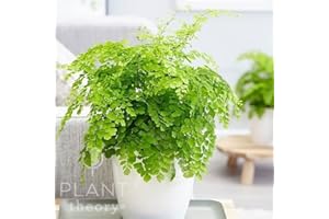 Plant Theory 30cm Maidenhair Fern Adiantum Raddianum Fragrantissimum Fragrans Indoor Plant 13cm Pot